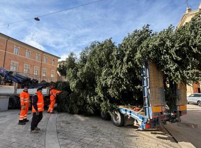 San Severino, un albero maestoso per un Natale indimenticabile: piazza del Popolo si illumina