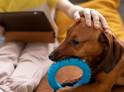 Gli animali a casa dei piccoli pazienti oncologici: un concerto benefico per la pet therapy