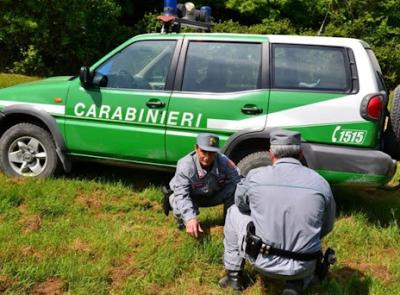 Ruba tartufi con i cani in un'area protetta: denunciato un uomo