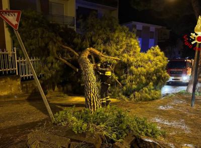 Emergenza maltempo nelle Marche: forte vento, alberi abbattuti e neve, vigili del fuoco al lavoro senza sosta