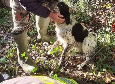 Cane precipita in un pozzo di 15 metri: soccorso dai vigili del fuoco