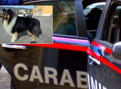 Cane morde l'anziana padrona poi le ringhia contro impedendole di uscire: intervengono i carabinieri