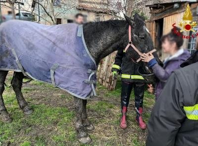 Sarnano, cavallo impantanato nel fango: i vigili del fuoco lo soccorrono