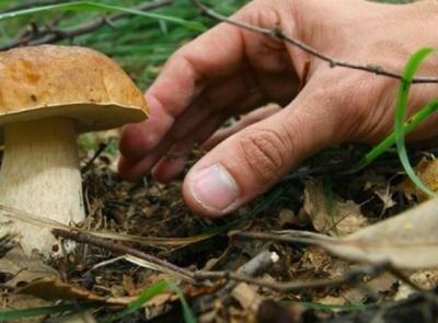 Va in cerca di funghi e trova quasi un chilo di cocaina: sul mercato avrebbe fruttato oltre 50mila euro