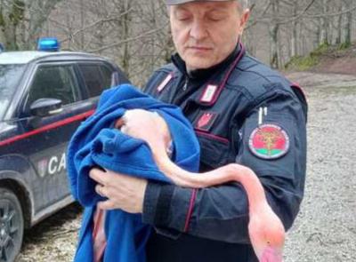 Fenicotteri rosa si schiantano sul Monte Catria a causa del maltempo