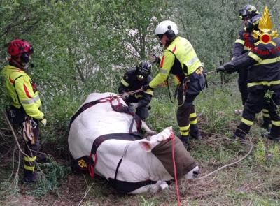 Mucca precipita in un dirupo a Sarnano: salvata con l’elicottero