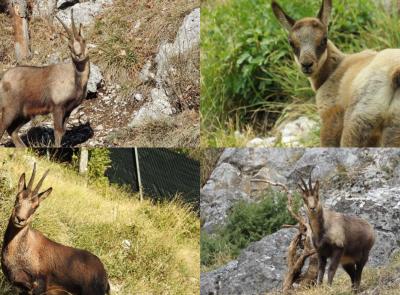Fiastra, due nuovi esemplari per il Museo del Camoscio: i Sibillini raccontati attraverso la fauna Fiastra, due nuovi esemplari per il Museo del Camoscio: i Sibillini raccontati attraverso la fauna