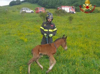 Puledro scivola in un fossato profondo due metri: intervengono i vigili del fuoco
