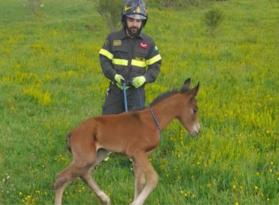 Puledro scivola in un fossato profondo due metri: intervengono i Vigili del fuoco