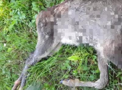 Capriolo decapitato e lasciato davanti casa del referente Lac: “Atto intimidatorio” Capriolo decapitato e lasciato davanti casa del referente Lac: “Atto intimidatorio”