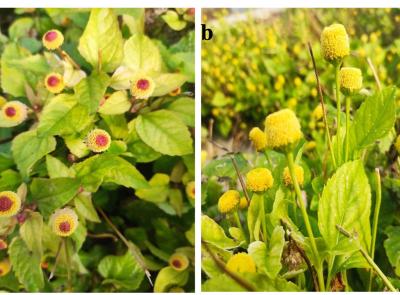 Acquaponica e innovazione: lo studio di Unicam sulla jambù conquista la rivista “Plants”