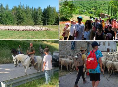 Grande successo per "la Transumanza", due giorni da pastori nei Sibillini immersi nella natura Grande successo per "la Transumanza", due giorni da pastori nei Sibillini immersi nella natura