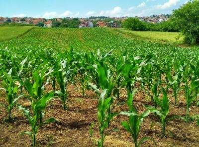 Il settore agricoltura tra sfide europee, dati nazionali e iniziative regionali