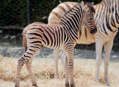 Il Parco Zoo Falconara dà il benvenuto a un cucciolo di zebra