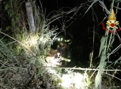 Cane precipita in un dirupo profondo 20 metri: intervengono i Vigili del Fuoco