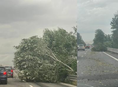 Forti raffiche di vento nel Maceratese: albero caduto in superstrada, disagi alla circolazione Forti raffiche di vento nel Maceratese: albero caduto in superstrada, disagi alla circolazione