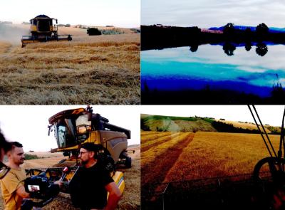 Dura come il grano, dorata come i campi: la stagione della trebbiatura nel maceratese (FOTO e VIDEO)