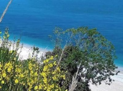 Paura in spiaggia: tre feriti per la caduta di un albero, recuperati via mare Paura in spiaggia: tre feriti per la caduta di un albero, recuperati via mare