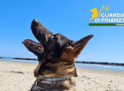 La Finanza dice addio a Fancy: cane antidroga da record