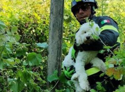 Lieto fine per un cane disperso: bloccato tra i rovi e salvato dai Vigili del Fuoco Lieto fine per un cane disperso: bloccato tra i rovi e salvato dai Vigili del Fuoco