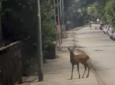 Capriolo avvistato nella pineta di Porto Recanati: un incontro sorprendente vicino al mare