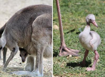 Si allarga la famiglia del Parco Zoo Falconara: nuovo cucciolo di canguro grigio orientale e fenicotteri rosa