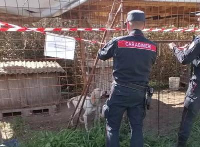 Lager per cani da caccia: malnutriti e infestati di pulci. Uno muore, denunciato il proprietario