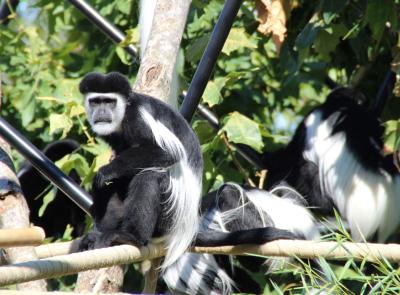Le scimmie guereza conquistano il Parco Zoo Falconara