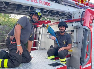 Montefano: i Vigili del Fuoco riportano a terra Spaiky, il pappagallo volato su un albero Montefano: i Vigili del Fuoco riportano a terra Spaiky, il pappagallo volato su un albero