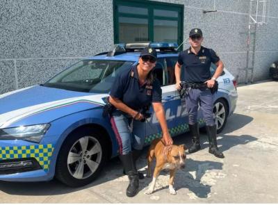 L'auto sbanda in A14, pitbull trasportato in modo pericoloso: multato il conducente