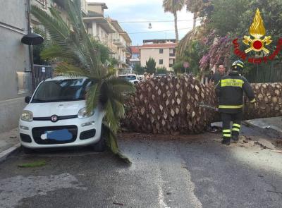 Palma di dieci metri crolla in strada: danneggiata un'auto in sosta Palma di dieci metri crolla in strada: danneggiata un'auto in sosta