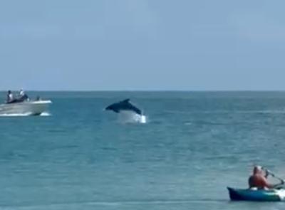 Porto Recanati si sveglia con lo spettacolo dei delfini (VIDEO)