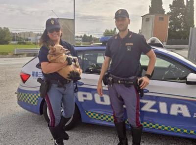 Cagnolino cade dall'auto in A14: salvato dalla polizia stradale e restituito alla famiglia