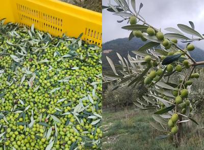 DATI CIA - Olio, produzione record nelle Marche: +198% rispetto al 2023