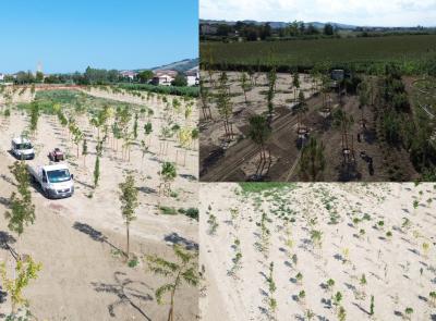 Morrovalle, prende forma il nuovo bosco urbano: concluso il primo stralcio a Trodica Morrovalle, prende forma il nuovo bosco urbano: concluso il primo stralcio a Trodica