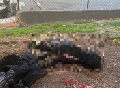 Poliziotto spara e uccide un pitbull: "Difesa personale". La proprietaria: "Lo tenevo dal collare"