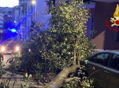 Albero si abbatte sulle auto in sosta: intervengono i Vigili del Fuoco
