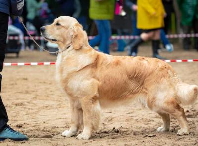 Civitanova, arriva il primo “Dog Day”: una giornata dedicata agli amici a quattro zampe
