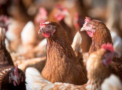Da un cassone alla libertà: il lieto fine delle 40 galline salvate dalla Polizia Locale Da un cassone alla libertà: il lieto fine delle 40 galline salvate dalla Polizia Locale