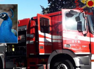 Incendio in una tenuta privata a Potenza Picena: morti centinaia di pulcini