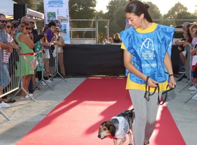 Civitanova, torna "Adotta…mi": una giornata per dare una nuova vita ai cani e ai gatti dei rifugi