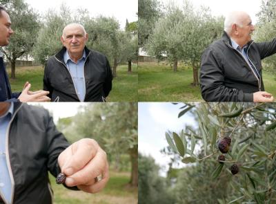 "Mosca olearia e antracnosi, una tempesta perfetta per l’olivo": Gino Pasquali sull'annata nera dell'olio (VIDEO)