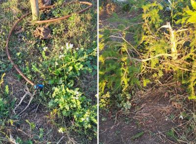 Vandali in azione nell’area verde di Piediripa: alberi spezzati e impianto d’irrigazione danneggiato
