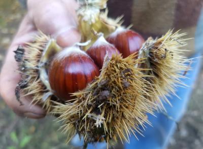 Castelsantangelo, torna la Sagra del Marrone Castellano: un weekend dedicato ai sapori e alle tradizioni