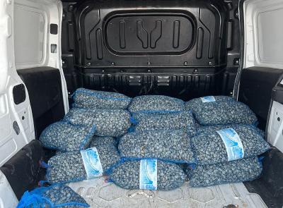 Civitanova, blitz della Guardia Costiera: sequestrati 3 quintali di vongole non tracciate