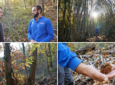 Recupero dei Castagneti Bassi a Pioraco: in autunno il bosco torna vivo tra sentieri e castagne (VIDEO)