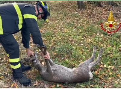 Capriolo cade in un vascone di contenimento: intervengono i Vigili del fuoco