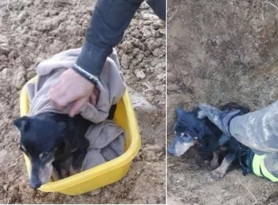 Cane rimane intrappolato in un tombino interrato: intervengono i Vigili del fuoco