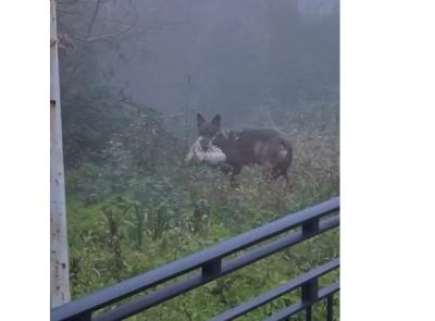 Recanati, un lupo tra la nebbia vicino al Colle dell’Infinito: il video dell’avvistamento diventa virale (VIDEO)