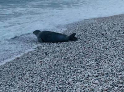 Foca monaca avvistata a Numana. L'appello: “Mantenete le distanze e lasciatela riposare"